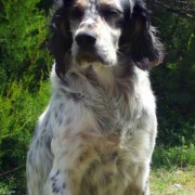 Setter Inglese - Cane da Caccia